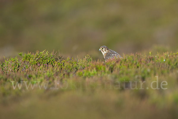 Merlin (Falco columbarius)