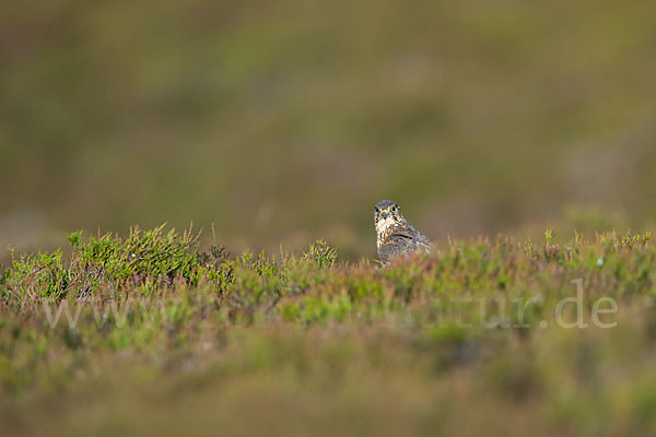 Merlin (Falco columbarius)