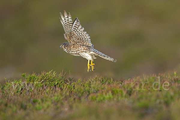 Merlin (Falco columbarius)