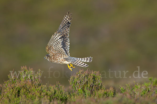 Merlin (Falco columbarius)