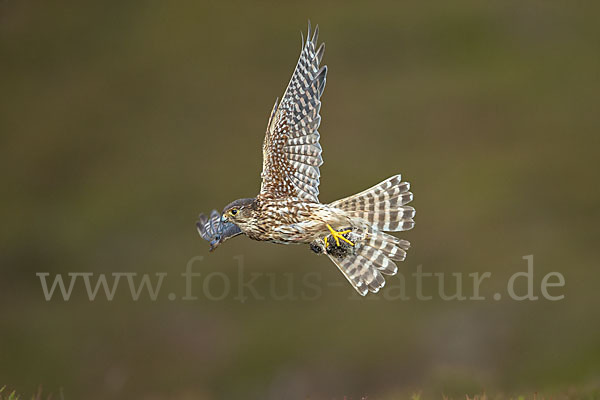 Merlin (Falco columbarius)