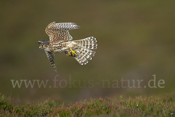 Merlin (Falco columbarius)