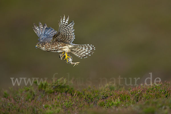 Merlin (Falco columbarius)