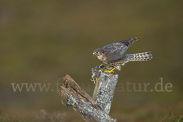 Merlin (Falco columbarius)