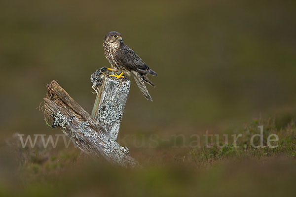 Merlin (Falco columbarius)