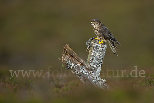 Merlin (Falco columbarius)