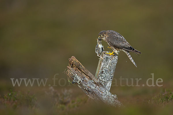 Merlin (Falco columbarius)