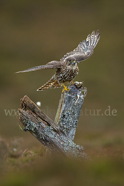 Merlin (Falco columbarius)