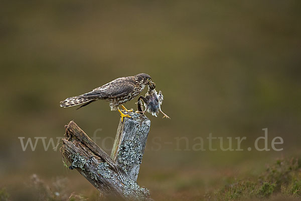 Merlin (Falco columbarius)