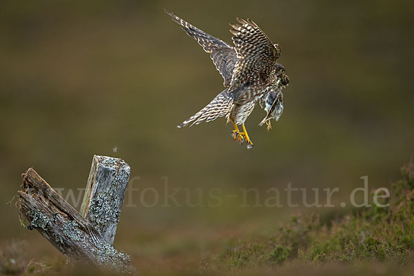 Merlin (Falco columbarius)