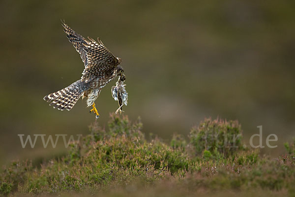 Merlin (Falco columbarius)