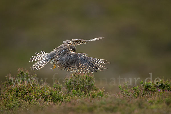 Merlin (Falco columbarius)