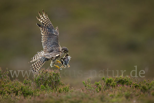 Merlin (Falco columbarius)