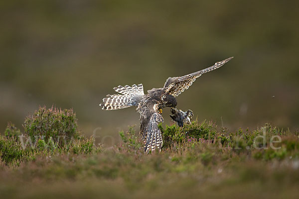 Merlin (Falco columbarius)