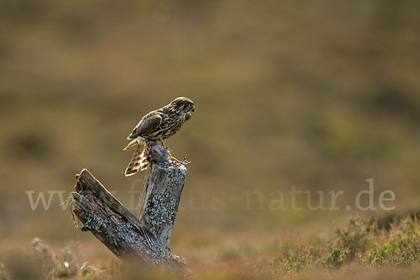 Merlin (Falco columbarius)