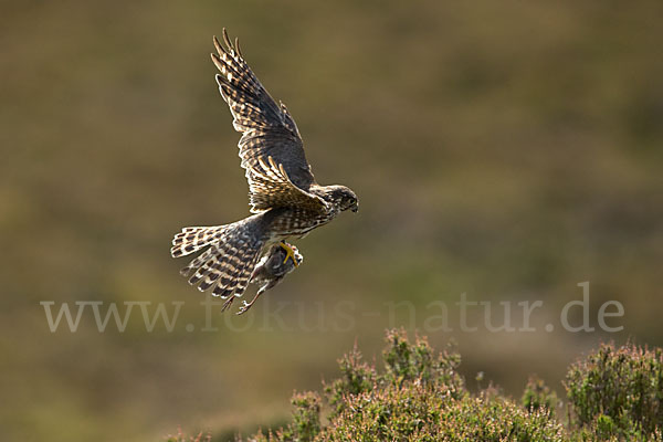 Merlin (Falco columbarius)