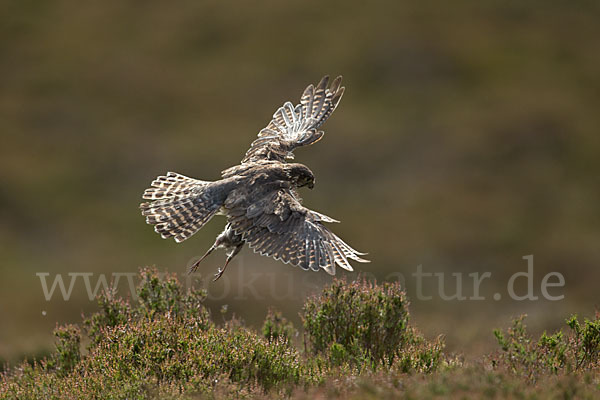 Merlin (Falco columbarius)