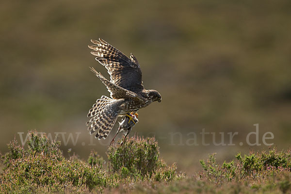 Merlin (Falco columbarius)