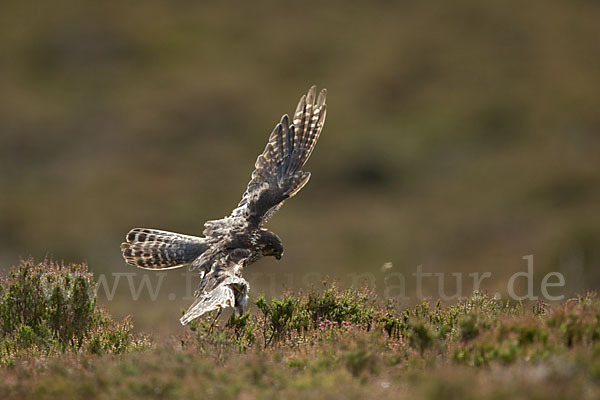 Merlin (Falco columbarius)