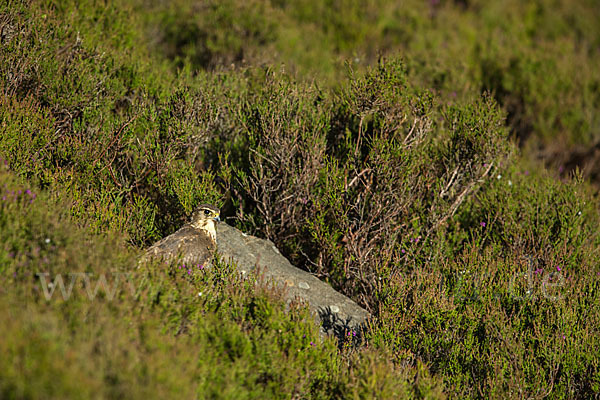 Merlin (Falco columbarius)