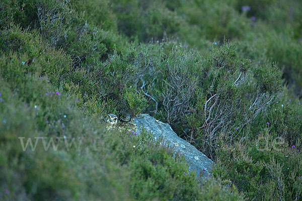 Merlin (Falco columbarius)