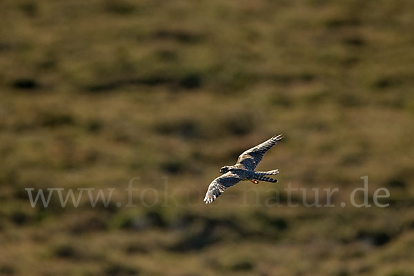 Merlin (Falco columbarius)