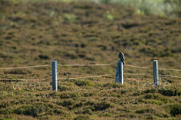 Merlin (Falco columbarius)