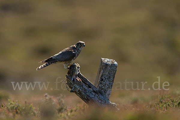 Merlin (Falco columbarius)