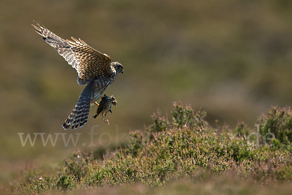 Merlin (Falco columbarius)