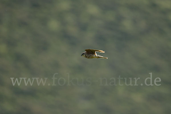 Merlin (Falco columbarius)