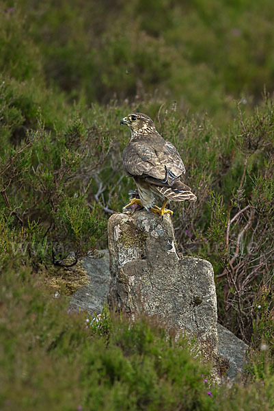 Merlin (Falco columbarius)