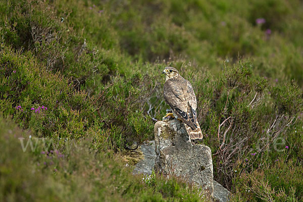 Merlin (Falco columbarius)