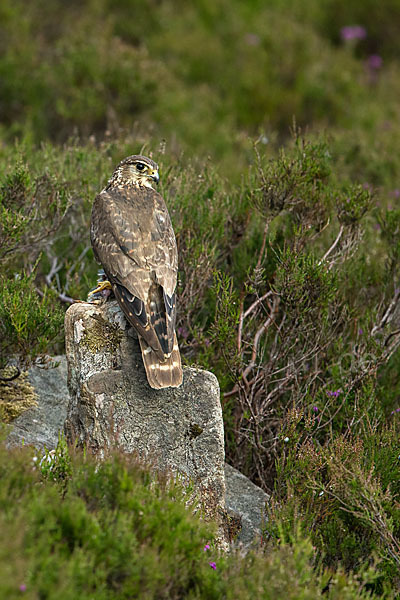 Merlin (Falco columbarius)