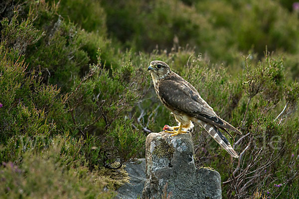 Merlin (Falco columbarius)