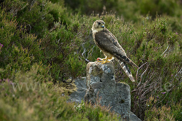 Merlin (Falco columbarius)