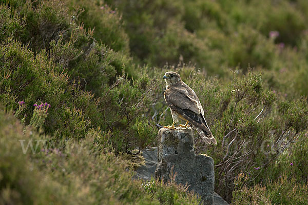 Merlin (Falco columbarius)