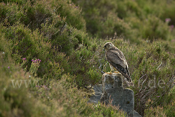 Merlin (Falco columbarius)