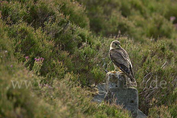 Merlin (Falco columbarius)