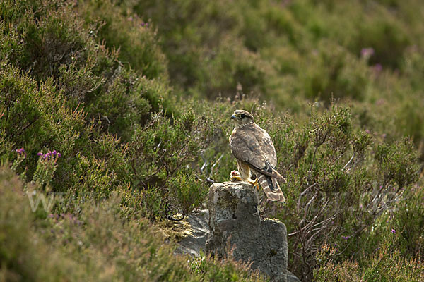 Merlin (Falco columbarius)