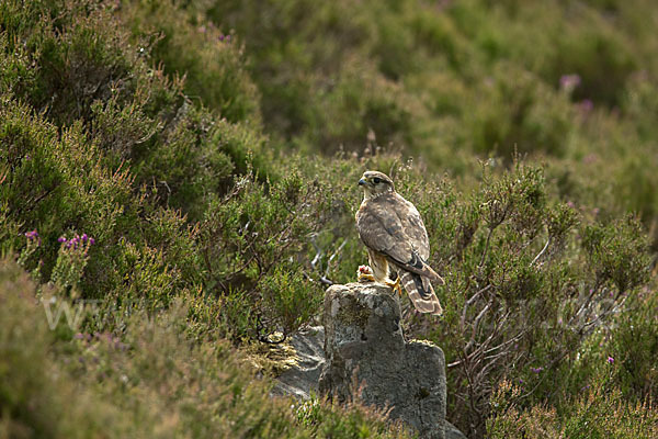 Merlin (Falco columbarius)