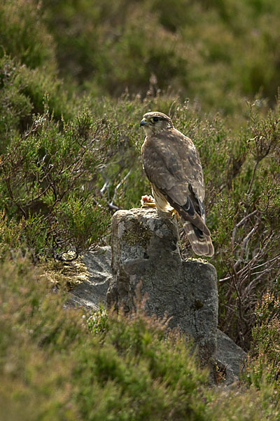 Merlin (Falco columbarius)