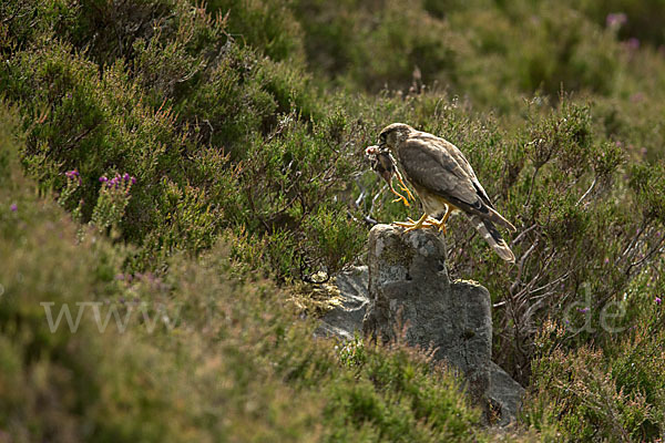 Merlin (Falco columbarius)