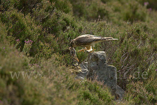 Merlin (Falco columbarius)