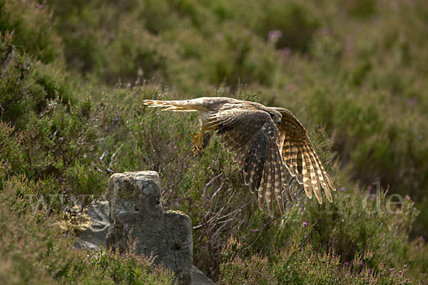 Merlin (Falco columbarius)