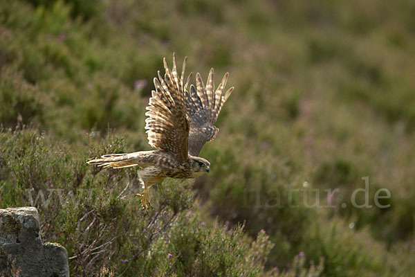 Merlin (Falco columbarius)