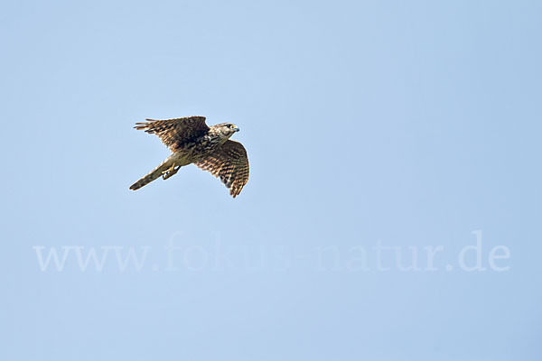 Merlin (Falco columbarius)