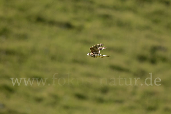 Merlin (Falco columbarius)