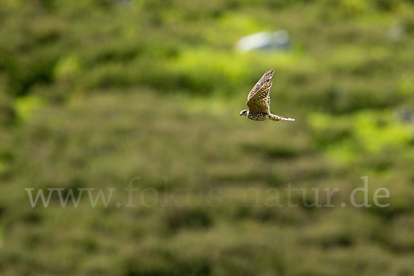 Merlin (Falco columbarius)