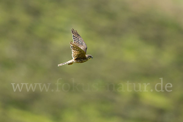 Merlin (Falco columbarius)