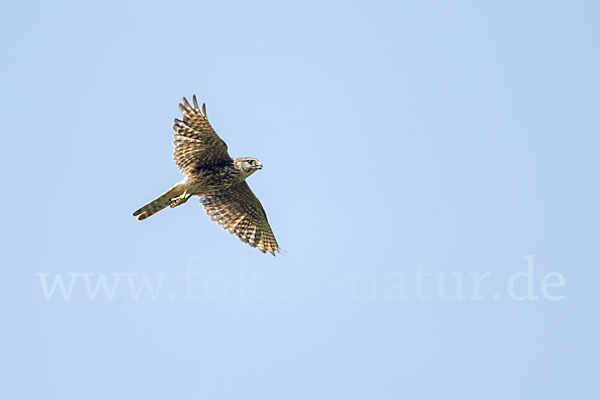 Merlin (Falco columbarius)